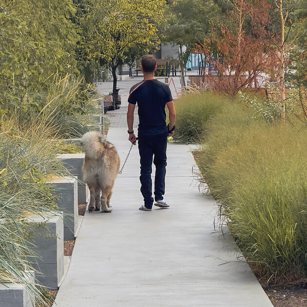 Una persona pasea a un perro grande y peludo por un sendero de concreto en el distrito de negocios del oeste de Salt Lake, bordeado por hierbas altas y árboles cerca de un desarrollo mixto totalmente eléctrico.