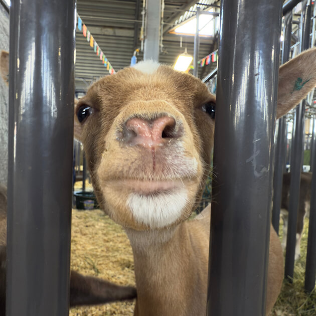 A brown goat with a white patch on its nose looks through vertical metal bars inside a barn, reminiscent of the rural charm found near the Salt Lake westside business district.