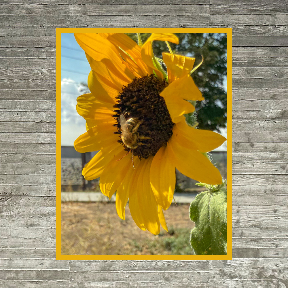 Una abeja recolecta polen del centro de un girasol amarillo en un entorno exterior, con una cerca de madera y árboles al fondo en el distrito comercial del oeste de Salt Lake.